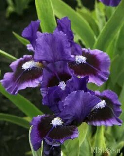 Bzigo iris
