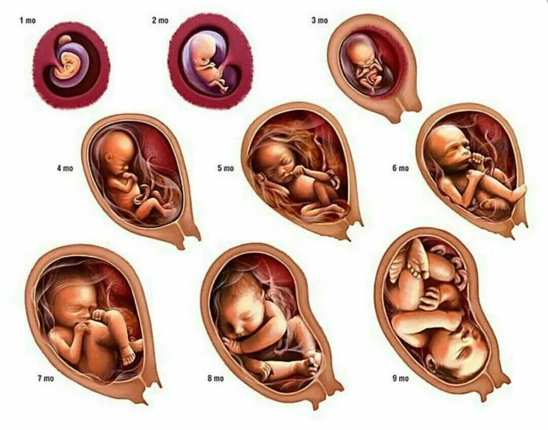 Расположение ребенка. Расположение ребенка в утробе.