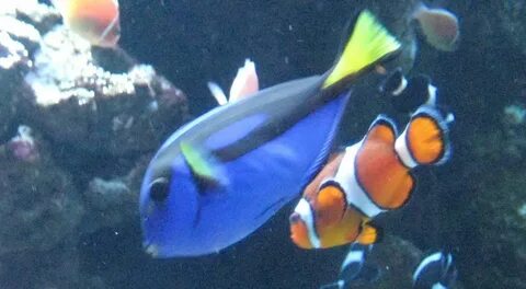Real fish
