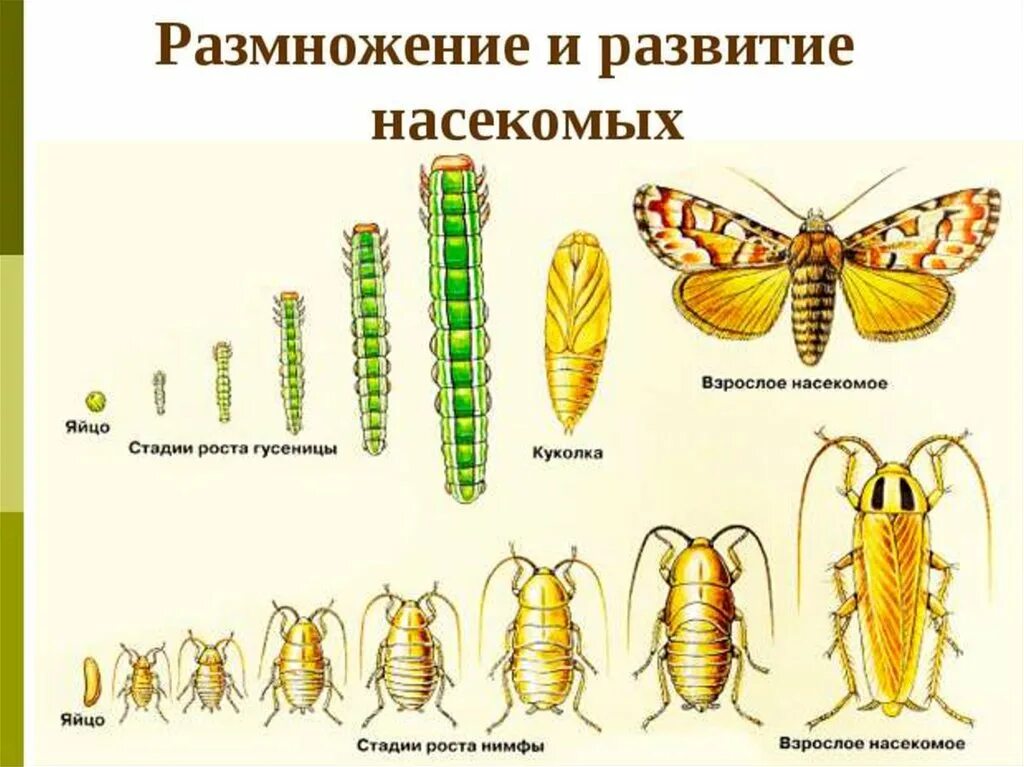 Полное и неполное превращение насекомых стадии. Стадии развития насекомых с полным и неполным превращением. Цикл развития насекомых с полным превращением. Яйцо личинка куколка Имаго.