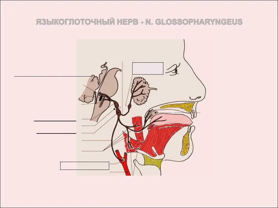 Блуждающий нерв рисунок. 9 Пара языкоглоточный нерв. Языкоглоточный нерв поражение. Схема языкоглоточного нерва анатомия. Языкоглоточный нерв ядра.