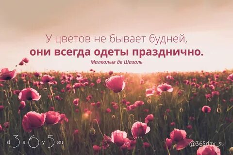 100 красивых цитат про цветы. 