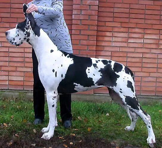 Дог дог запись. Мраморный дог. королевский дог мраморный. немецкий дог мраморный окрас. английский королевский дог мраморный.