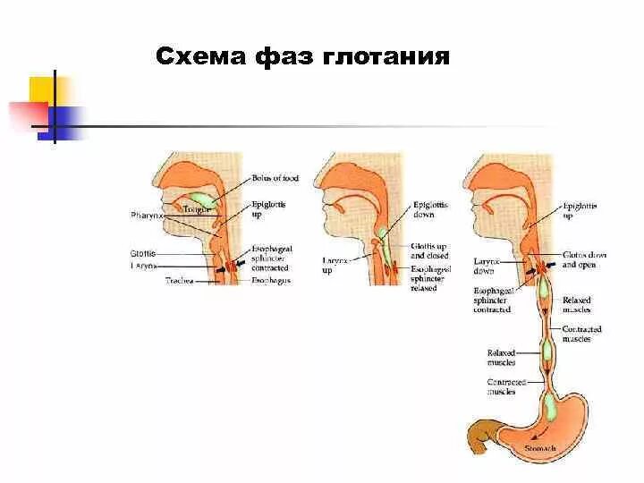 Схема глотательного рефлекса анатомия. Регуляция глотания схема. Фазы акта глотания физиология. Фазы глотания схема.