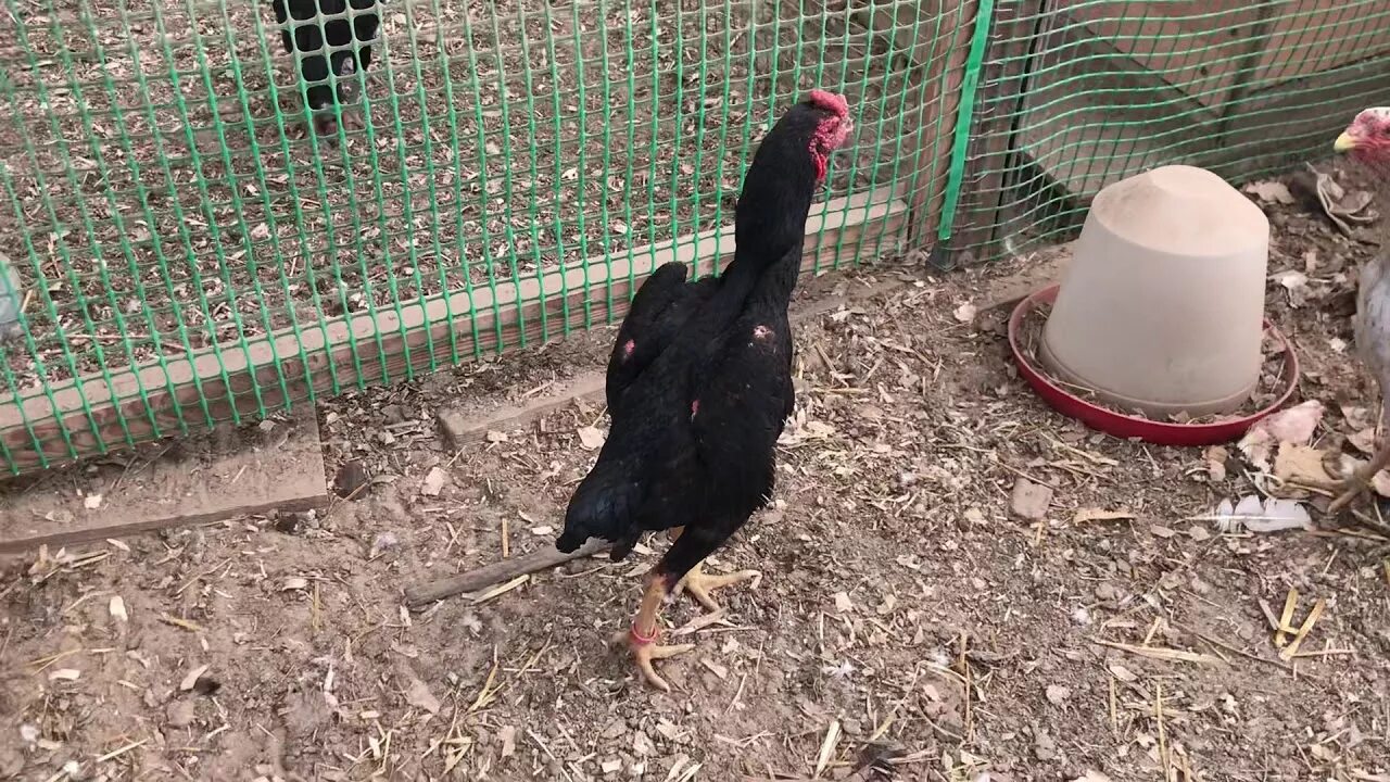 Чу шамо куры. Бойцовые петухи шамо. Qora shamo makiyon. Шамо 20 том. Япон шамо.