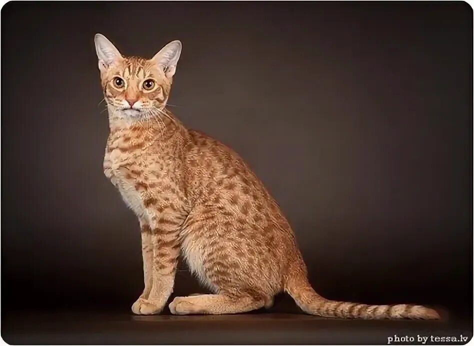 Кошка оцикет (ocicat): описание внешности и характера, уход за питомцем и его со