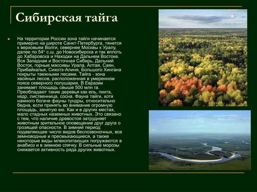 Природа сибири текст. Интересные факты на просторах Сибири. Описание тайги в природе. Интересные факты о тайге. Рассказать о природной зоне Тайга.