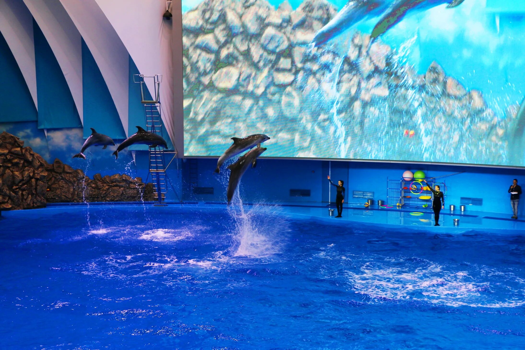 приморский океанариум. океанариум владивосток остров русский официальный сайт. владивостокский океанариум владивосток. дельфинарий владивосток остров русский. дельфинариум во владивостоке на русском острове.