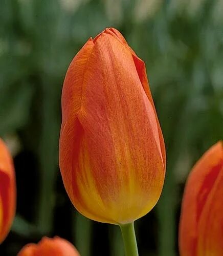 Tulips Dutch Crown 37cm Wholesale Dutch Flowers & Florist Supplies UK