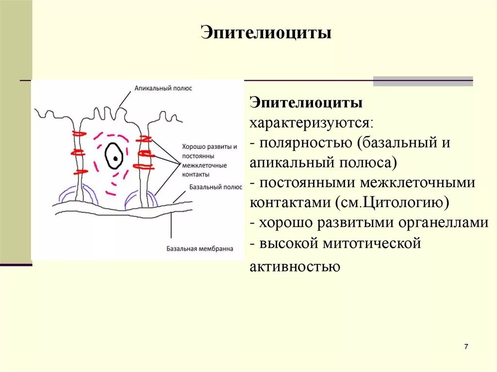 Базальные и апикальные отделы эпителиоцитов. Специальные органеллы эпителиоцитов. Органоиды специального назначения функции. Эпителиоциты это клетки. Тонофибриллы строение.