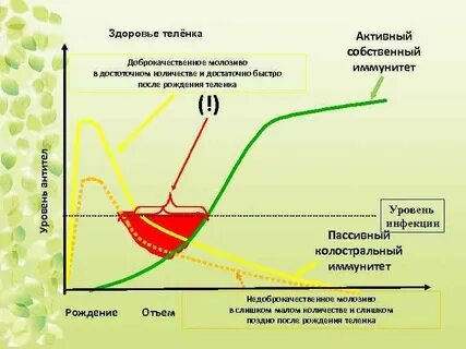 Иммуноглобулины в молозиве