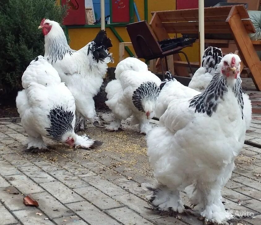 Куры породы брама отзывы. Брама куропатчатая колумбийская. Брама светлая(колумбийская), куропатчатая. Брама светлая колумбийская. Брама светлая куропатчатая.