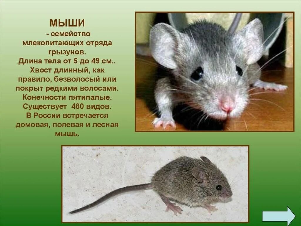 Мышь класс животных