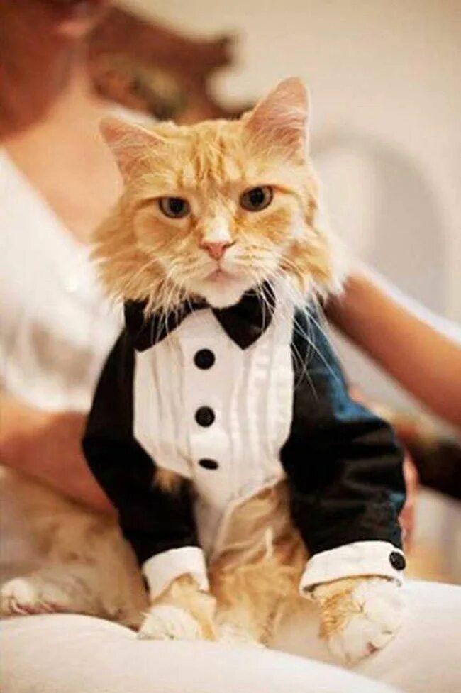 Котик в костюме. Костюм кошки. Костюм рыжего кота. Кот в костюме жениха.