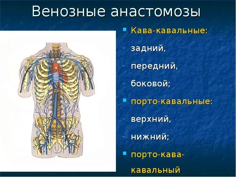 Значение кава кавальных анастомозов. Анастомозы вены кава кавальные. боковой кава кавальный анастомоз. порто и кавакавальные анастомозы. кава кавальные лимфоузлы.