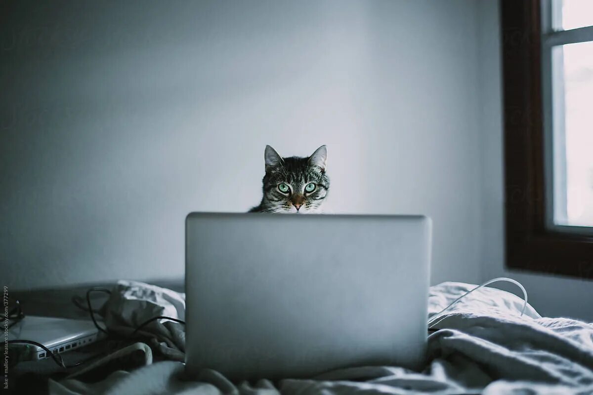 Cat work