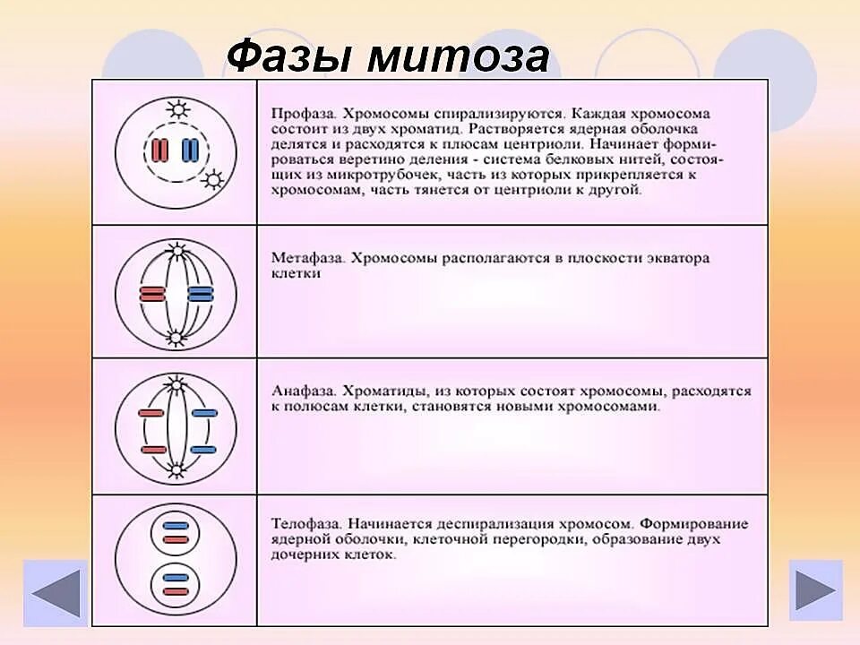 Метафаза животной клетки