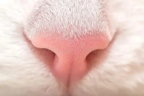 Nose to tail
