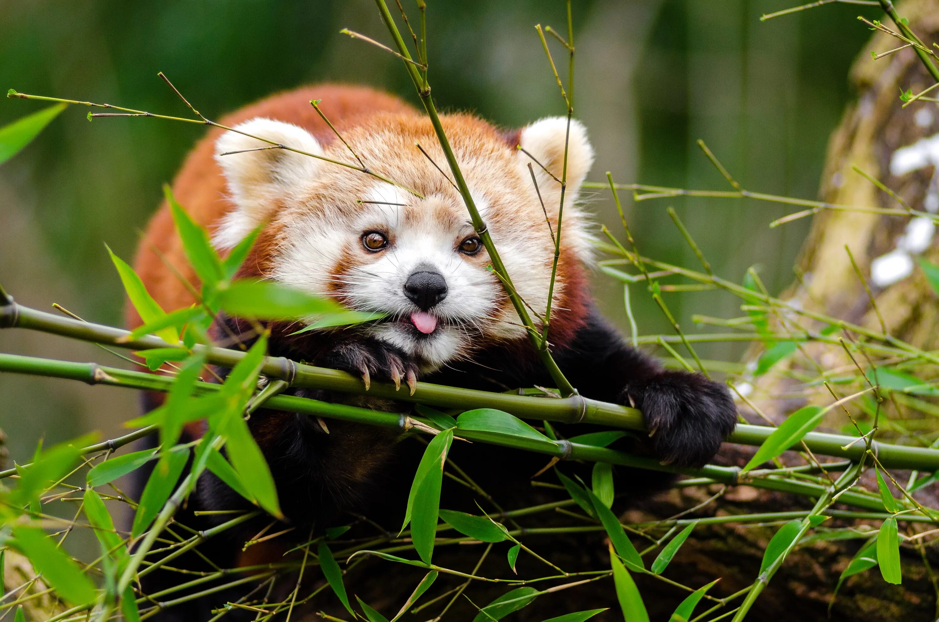 Красная панда. Малая панда стайана. Малая панда (ailurus fulgens. Красная панда. Красный зверь.