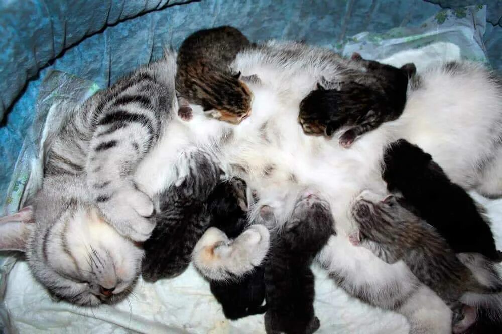 К чему снятся кошки женщине много. Новорожденные котята. Кошка с новорожденными котятами. Кошка и Новорожденные котята.