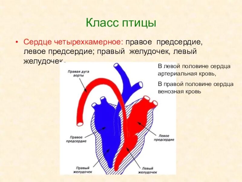 Сердце птиц состоит из камер