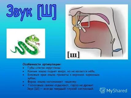 Артикуляционная для звука ш