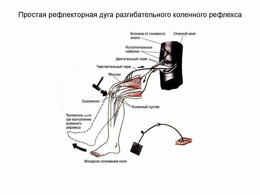 Рефлекторная дуга разгибательного рефлекса. Простая рефлекторная дуга разгибательного коленного рефлекса. Схема рефлекторной дуги разгибательного коленного рефлекса. Спинной мозг и схема коленного рефлекса.
