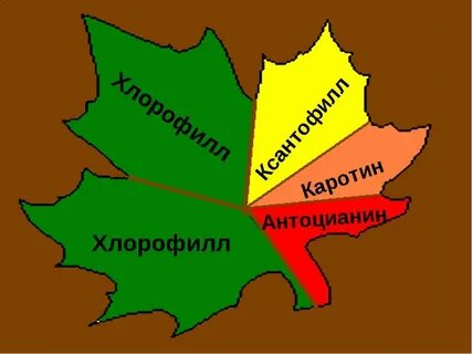 Содержит мало хлорофилла и много каротиноидов