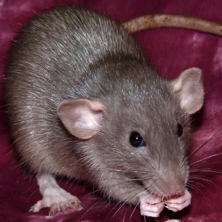 как выглядит крыса дамбо. крыса дамбо. декоративная крыса дамбо рекс. крыса дамбо рекс голубая. как выглядит крыса дамбо.