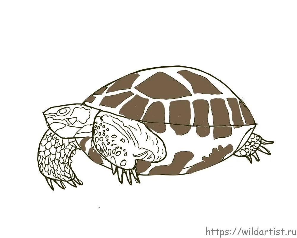 Черепаха карандашом. Черепаха рисунок для детей. Нарисовать черепаху. Трафареты черепахи.