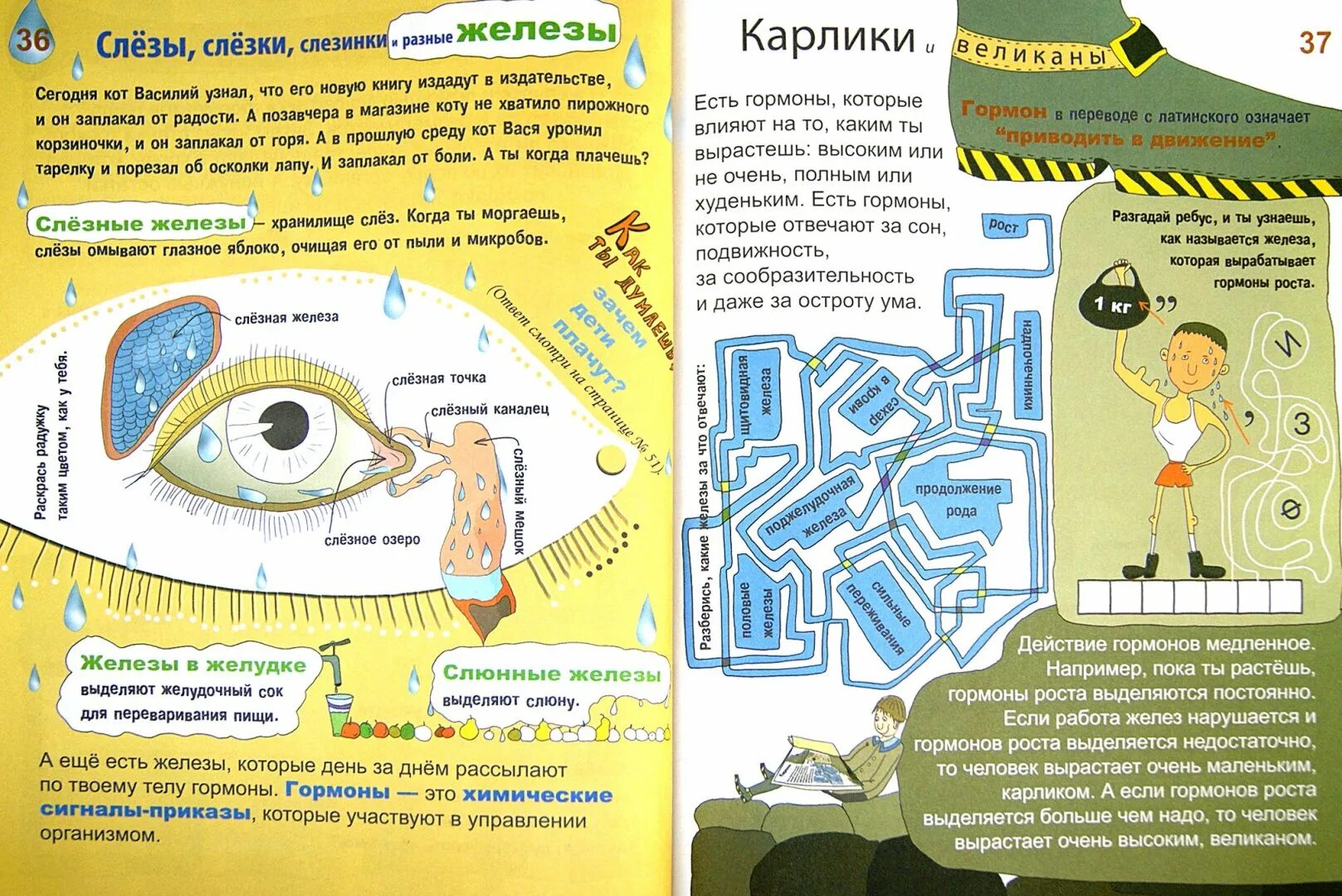 Почему стучит в животе. Почему сердце стучит а живот урчит. почему сердце стучит а живот урчит книга. почему в животе стучит сердце. почему сердце бьётся в животе.