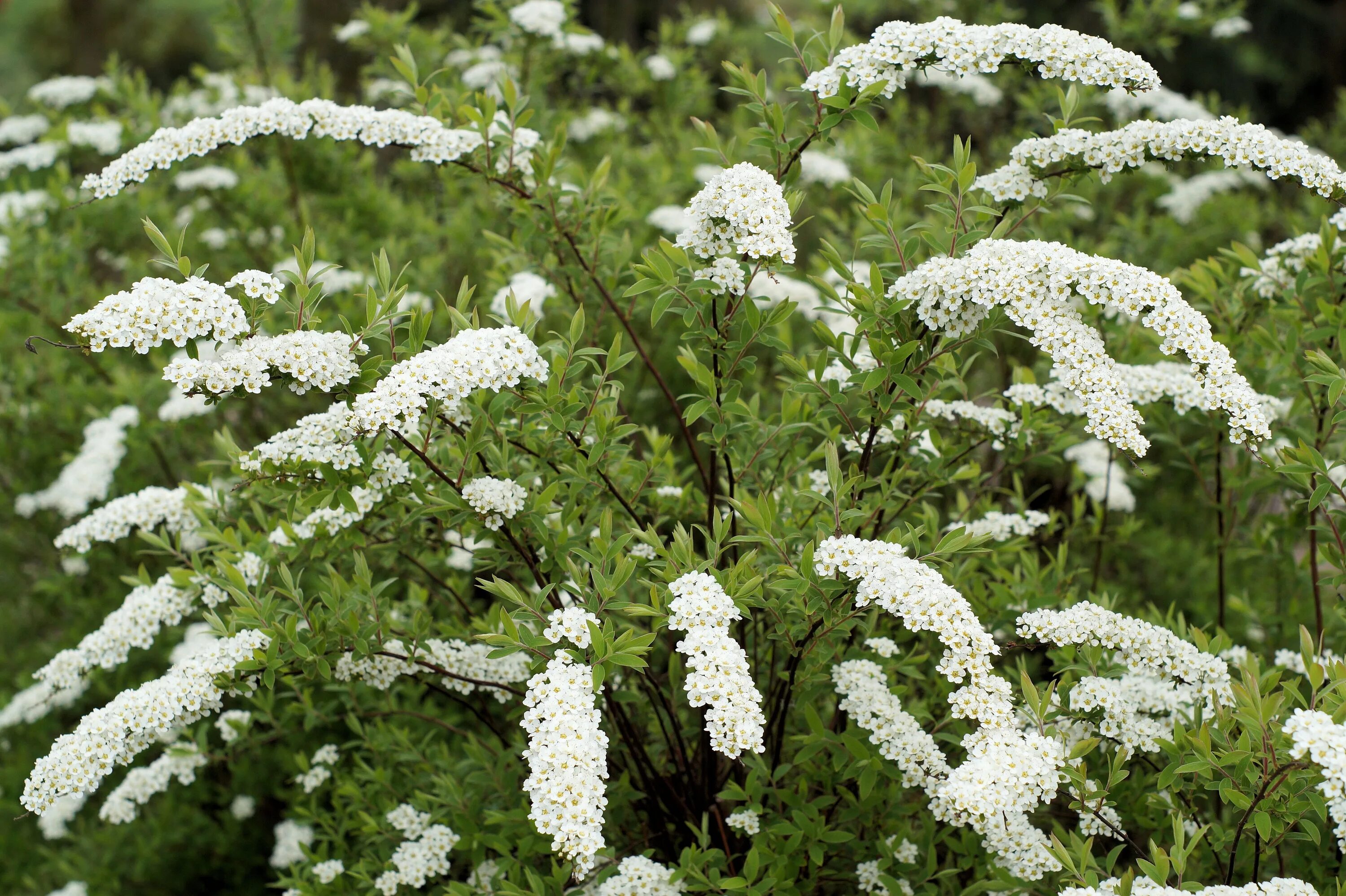 Spirea Varieties: Explore 13 Common & Rare Types