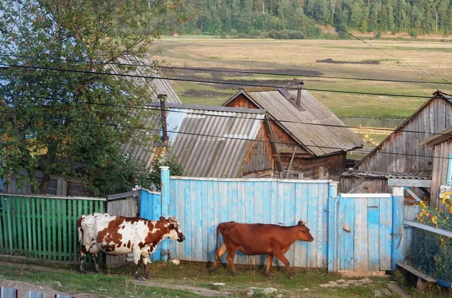 Деревенский двор. Жизнь в деревне. Деревенский дом с хозяйством. Деревенская жизнь. Ищу деревни работу