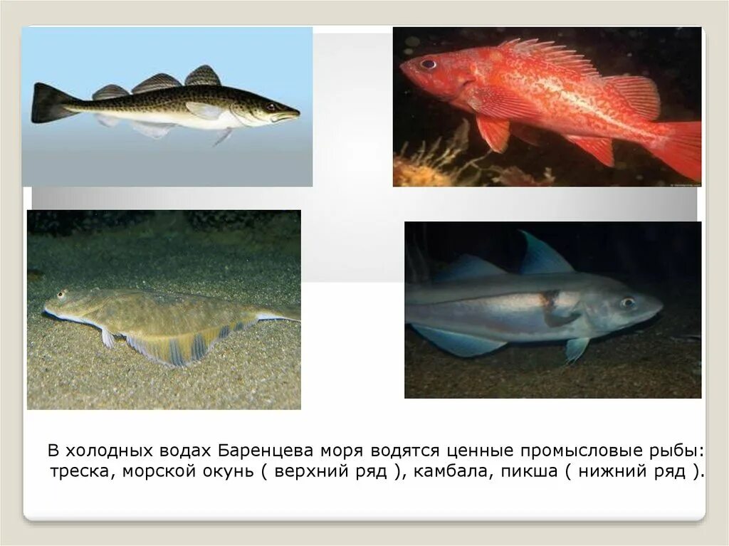 Атлантическая треска (gadus morhua). Животные арктики рыбы. Арктические пустыни нарвал. Рыбы арктической зоны. Полярная треска.