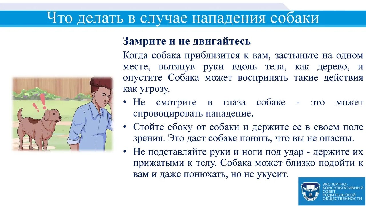 Поведение при нападении. Что делать если напала собака. Правила при нападении собаки. Правила что делать если напала собака. Что делать в случае нападения собаки.