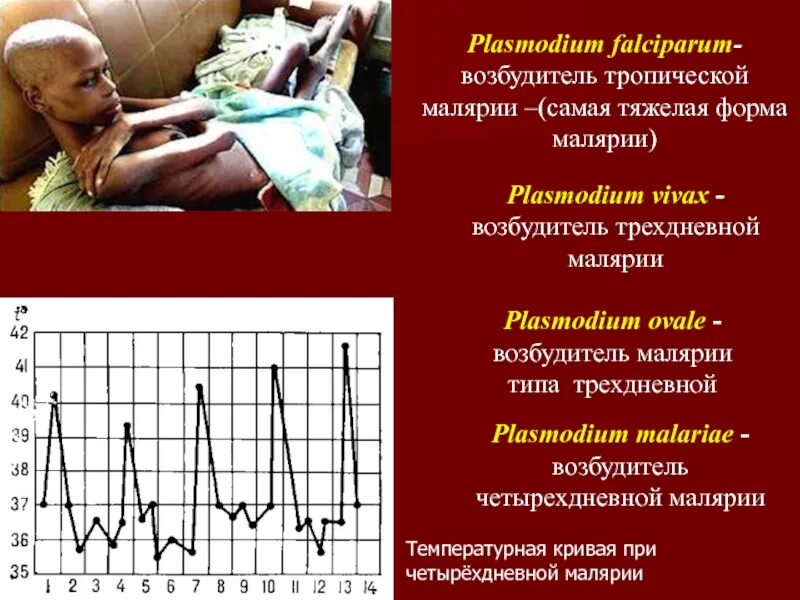 Температурная кривая при малярии при 3 дневной. Трехдневная малярия четырехдневная малярия. Трехдневная малярия лихорадка. Четырехдневная малярия температурная кривая.