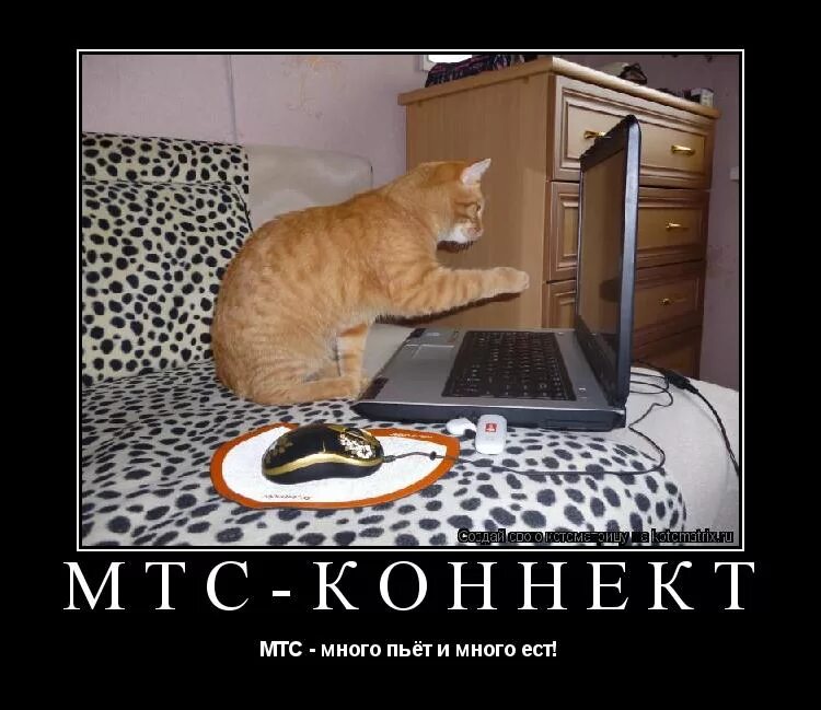 кошка пьет. котенок обкакался. туалет для котят. кот много пьет много писает. котик пьет воду.