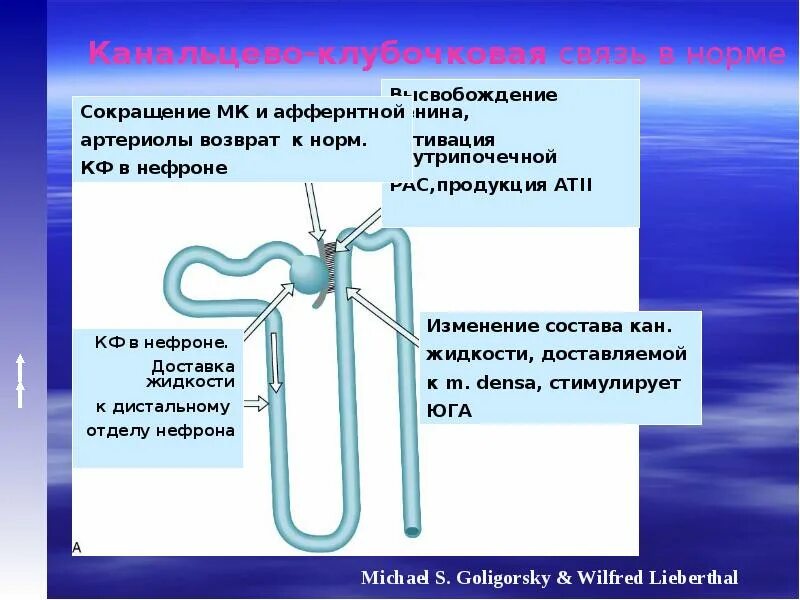 Моча из капсулы нефрона поступает. Строение нефрона. Проксимальный и дистальный отдел нефрона. Гистофизиология нефрона. Гистофизиология мочеобразования.