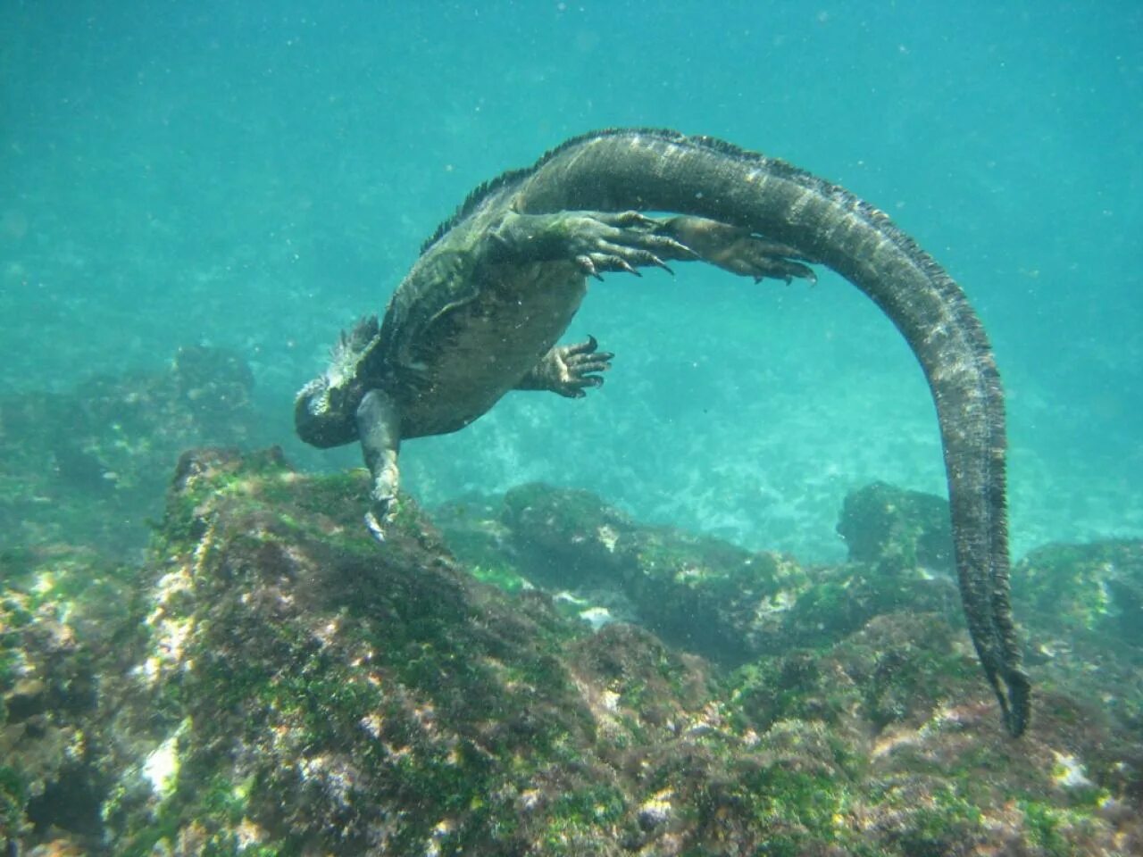 Морская ящерица. Галапагосская игуана. Морская игуана. Галапагосская морская ящерица. Galapagos Marine Iguana.