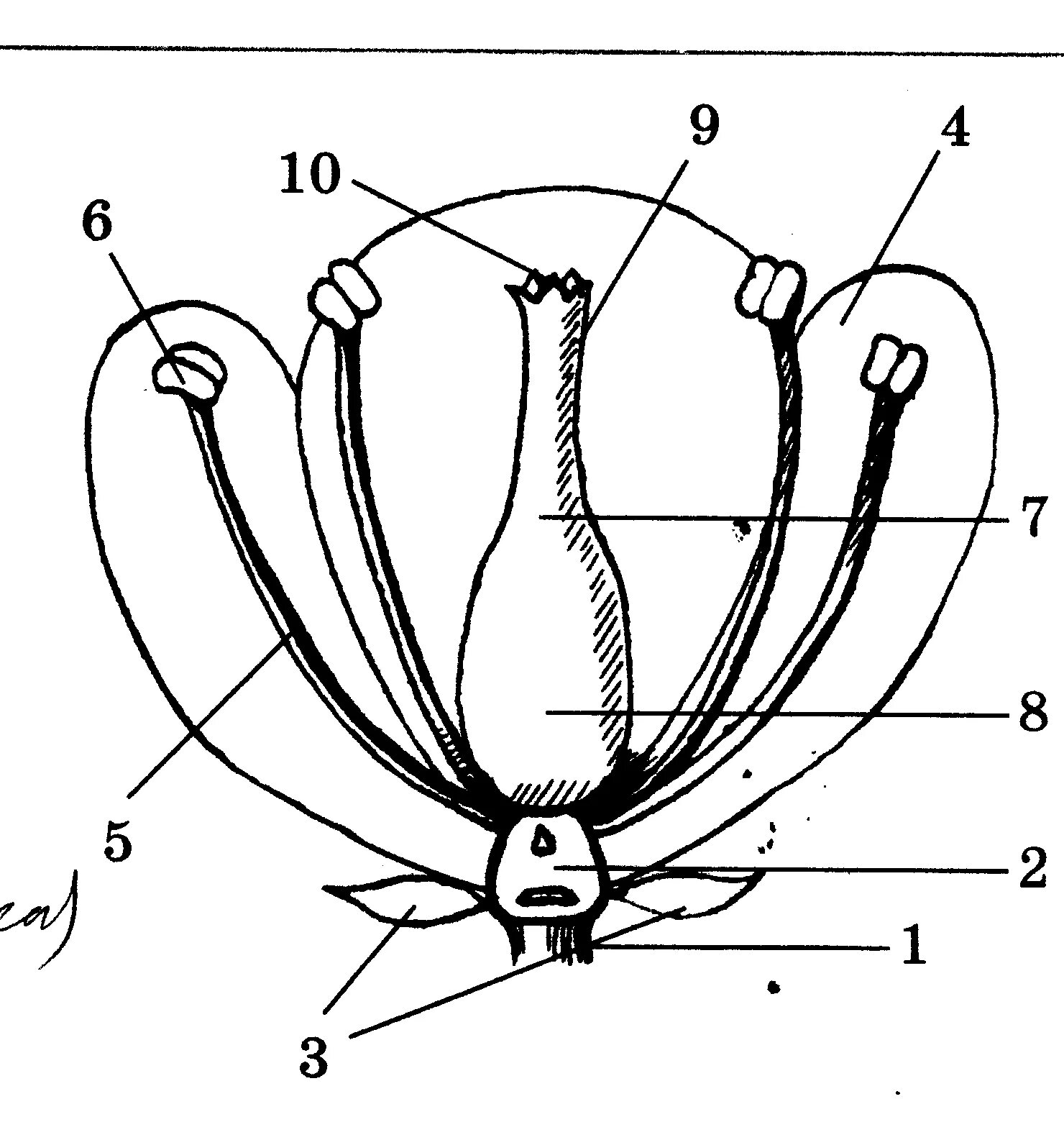 Тест по биологии 6 класс строение цветка. Схема строения цветка 6 класс биология. Строение цветка 6 класс биология тест. Структура цветка. Тест цветок соцветие 6 класс биология