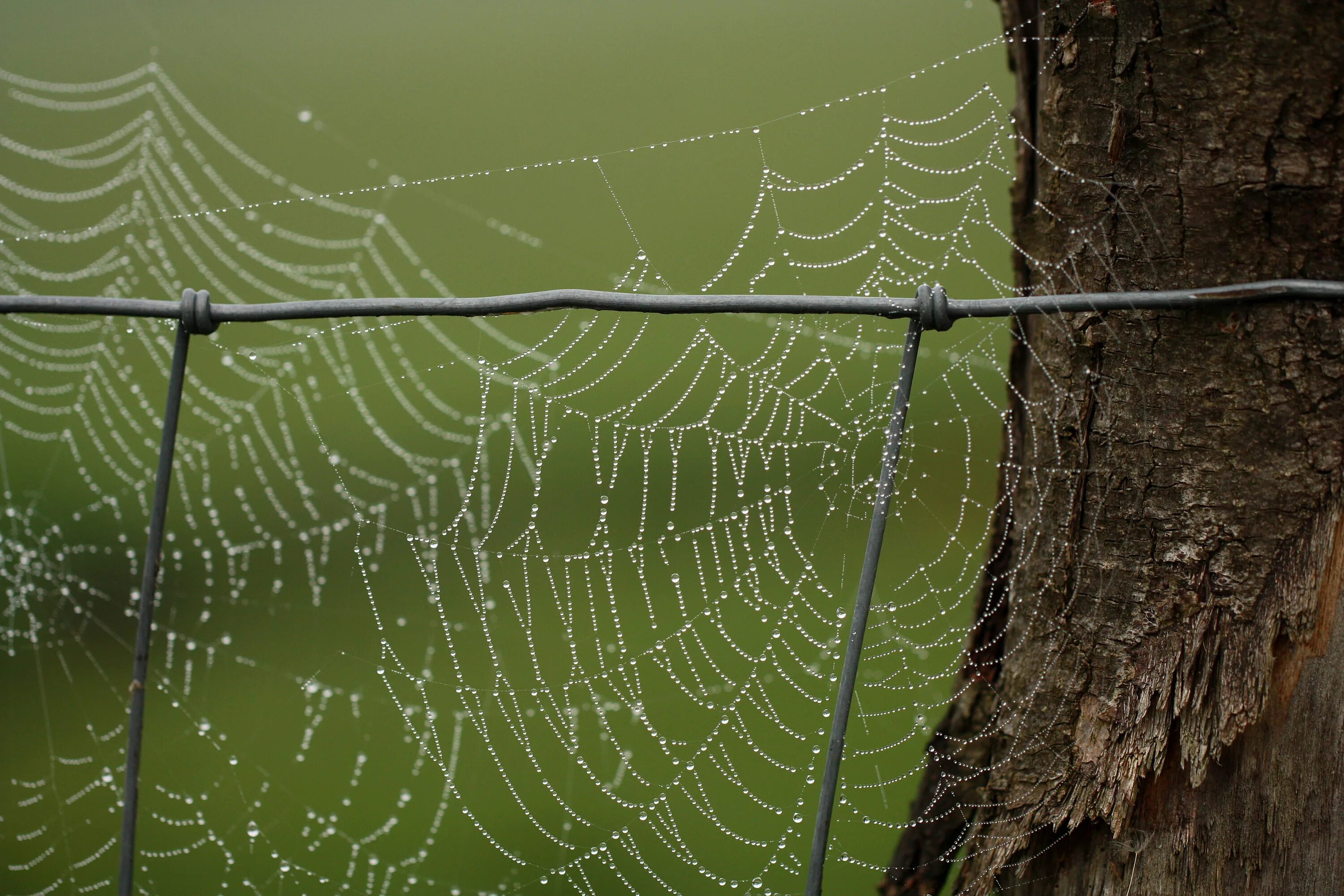 Cobweb stream