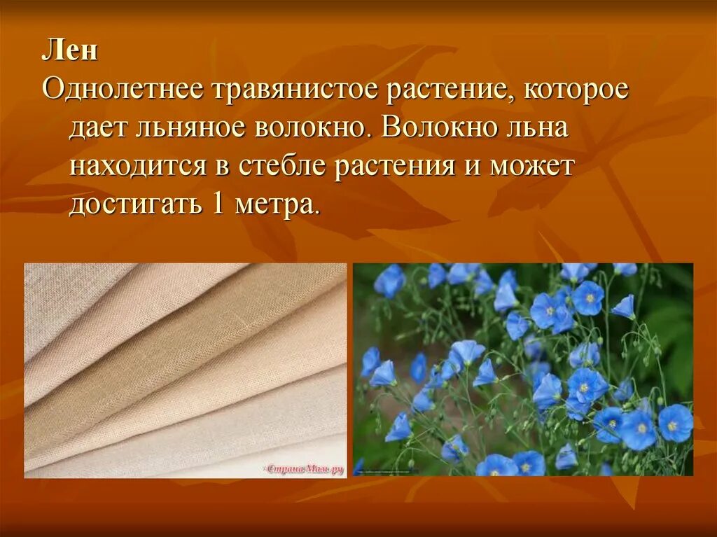 Из какого растения делают ткани. Растительные волокна лен. Лен это однолетнее травянистое растение. Лён растение волокно. Волокна хлопка и льна.