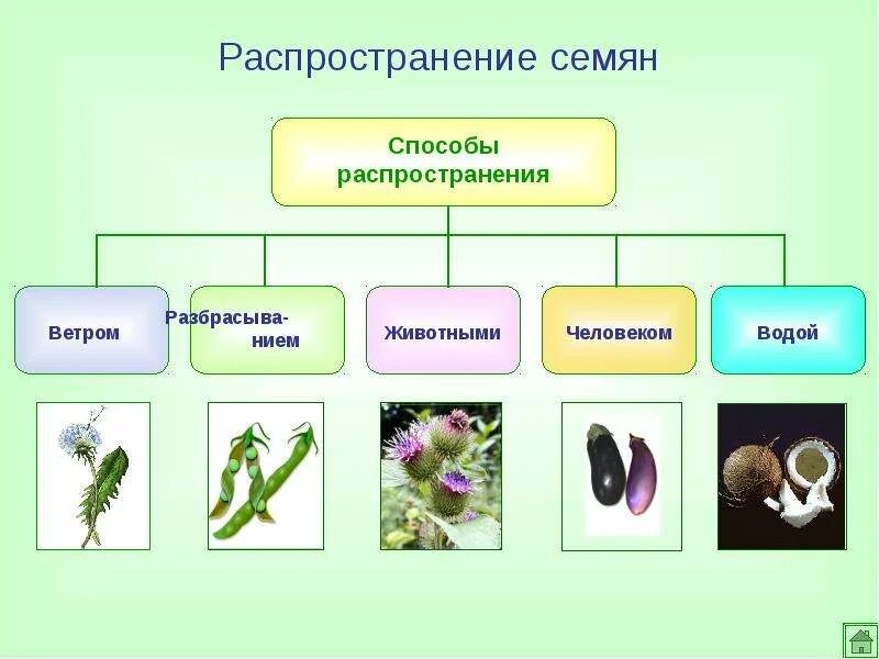 Каково значение семенных растений в природе. Распространение плодов схема. Плоды распространение семян. Распространение семян животными. Распространение семян человеком.