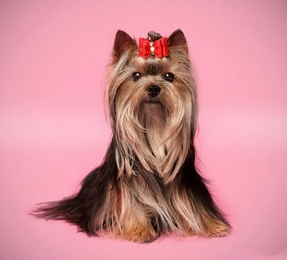 Девочка с собачкой. Как называются девочки собачки. Ершистый терьер. Как называются девочки собачки. Собачьи имена для мальчиков йоркширский терьер.