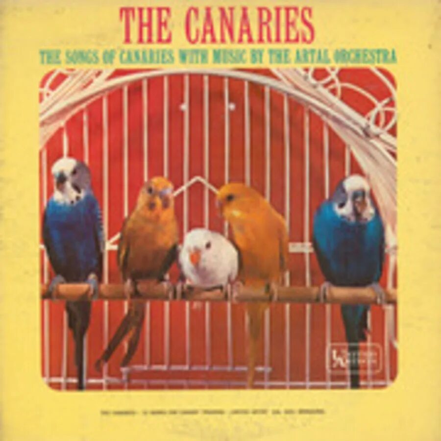 Vincent_Fiorino_-_Blue_Canary. The Canaries группа. Канарейка песня. Канарейка моя песня. Голубая канарейка песня