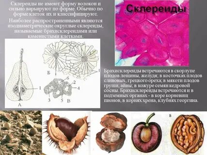 Плоды какая ткань