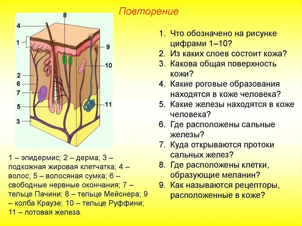 Какими цифрами обозначены на рисунке структуры кожи. Строение кожи. особенности строения кожи. слои кожи человека. обозначить структурные образования кожи.
