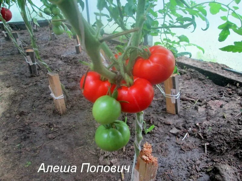 Томат алеша описание сорта. Томат алеша попович. алеша попович сорт помидор. томат попович. томат алеша попович отзывы.
