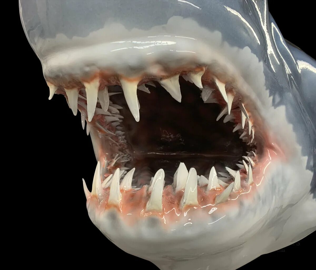 Челюсти белой акулы и МЕГАЛОДОН. Самая большая пасть