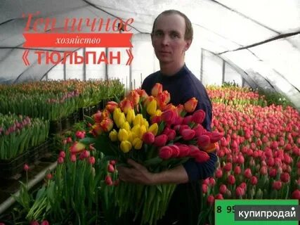 Тюльпаны великий новгород
